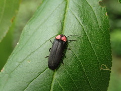 Nipponoluciola cruciata