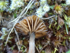 Entoloma crinitum