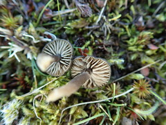 Entoloma crinitum