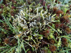 Carmichaelia corrugata