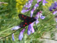 Zygaena exulans