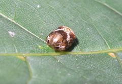 Clastoptera obtusa