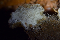 Pseudohydnum orbiculare