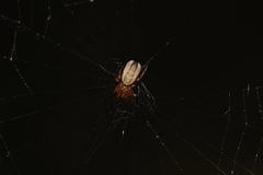 Araneidae