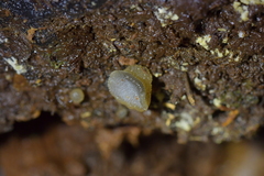 Pseudohydnum orbiculare