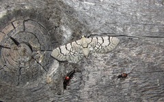 Eupithecia venosata
