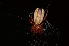 Araneidae