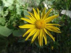 Senecio doronicum