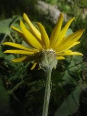 Senecio doronicum