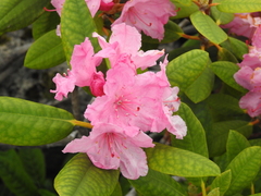 Rhododendron sphaeroblastum