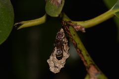 Ropalidia revolutionalis