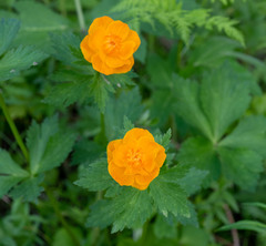 Trollius asiaticus