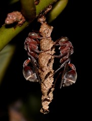 Ropalidia revolutionalis