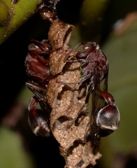 Ropalidia revolutionalis