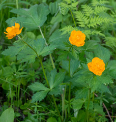 Trollius asiaticus