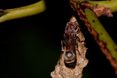 Ropalidia revolutionalis