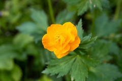 Trollius asiaticus
