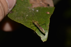 Leptocorisa acuta