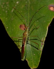 Leptocorisa acuta