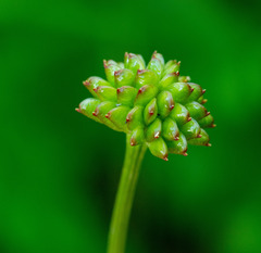 Trollius asiaticus