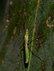 Leptocorisa acuta