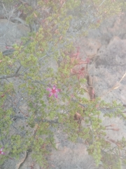 Calytrix exstipulata