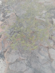 Calytrix exstipulata