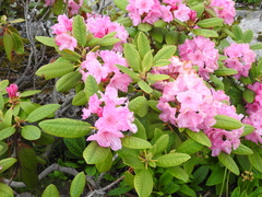 Rhododendron sphaeroblastum
