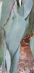 Eucalyptus delegatensis