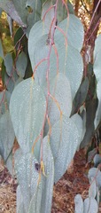 Eucalyptus delegatensis