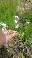 Dontostemon pinnatifidus