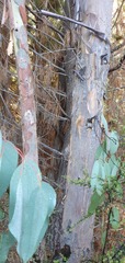 Eucalyptus delegatensis