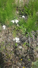 Dontostemon pinnatifidus