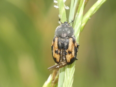 Anisoplia