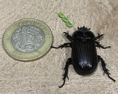 Phileurus