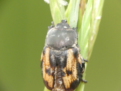 Anisoplia