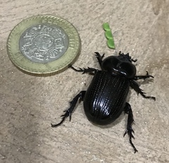 Phileurus