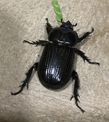 Phileurus
