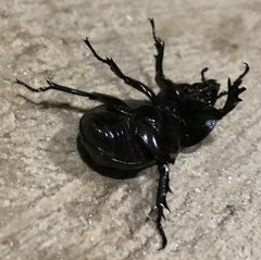 Phileurus