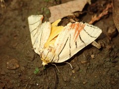 Camptoloma interiorata
