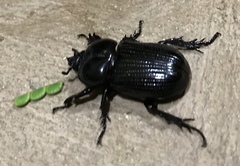 Phileurus