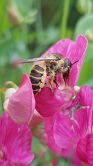 Megachile ericetorum