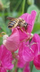 Megachile ericetorum