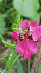 Megachile ericetorum