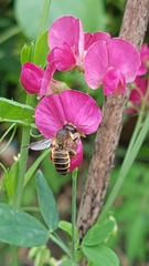 Megachile ericetorum