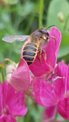 Megachile ericetorum