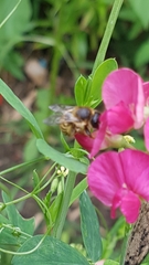 Megachile ericetorum