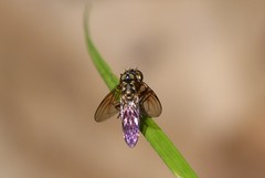 Spheginobaccha