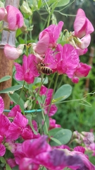 Megachile ericetorum