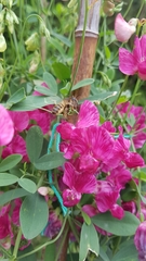 Megachile ericetorum